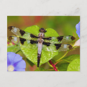 Postal Esfinge de doce manchas