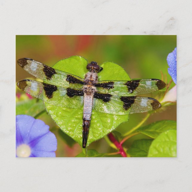 Postal Esfinge de doce manchas (Anverso)