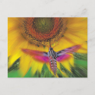 Postal esfinge de línea blanca