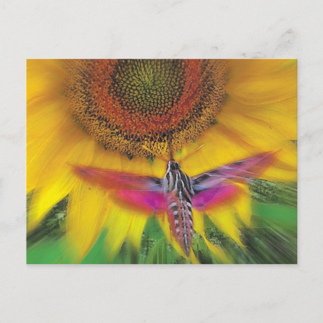 Postal esfinge de línea blanca (Anverso)