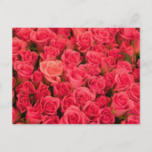 Postal ESLOVENIA, Ljubljana: Mercado público de Ljubljana