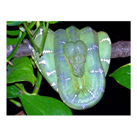 Postal esmeralda de BoA-Morticia del árbol