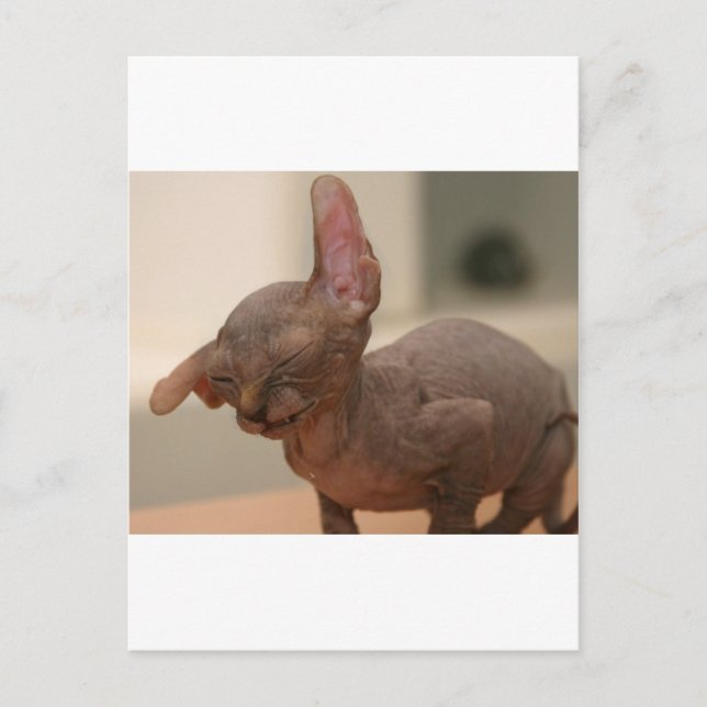 Postal Esornudos divertidos sphynx kitten (Anverso)