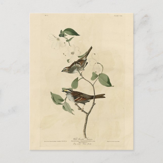 Postal Espadrillo glaseado, pájaros de América de Audubon (Anverso)