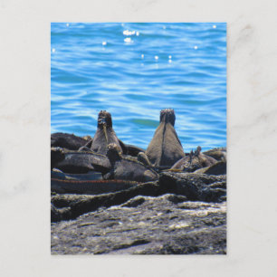 Postal espalda de iguana marina