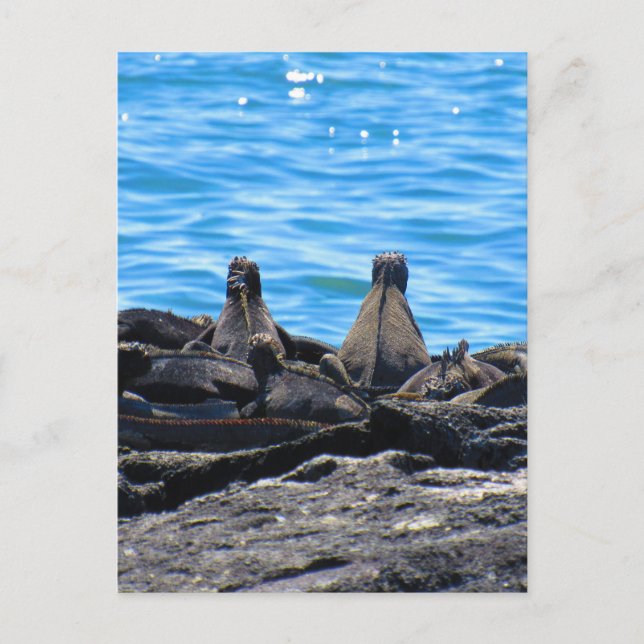 Postal espalda de iguana marina (Anverso)