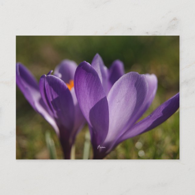 Postal espalda de primavera (Anverso)