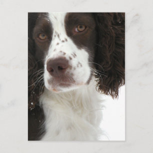 Postal Español de Springer inglesa - Bred de campo