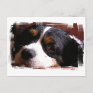 Postal española del rey Charles Cavalier