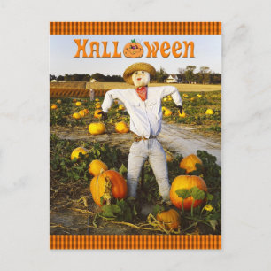 Postal Espantapájaros de Halloween en campo de calabaza