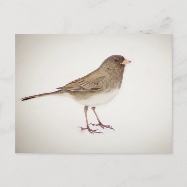 Postal Esparadrapo sobre la nieve 1 (Anverso)