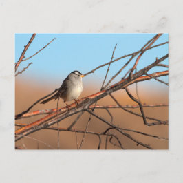 Postal Espárrago de corona blanca sobre un palo
