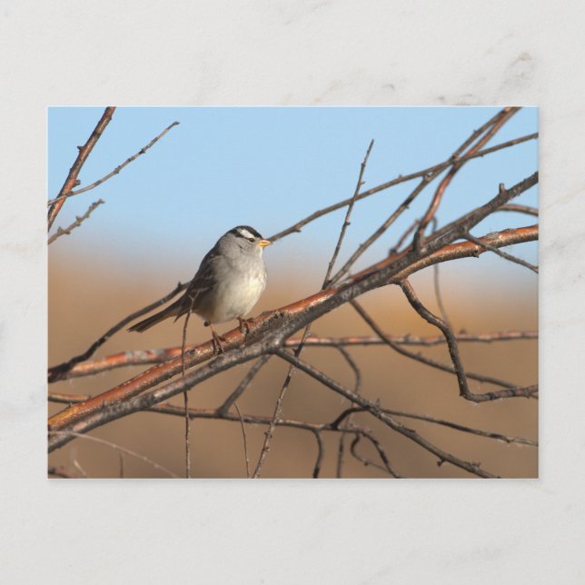 Postal Espárrago de corona blanca sobre un palo (Anverso)