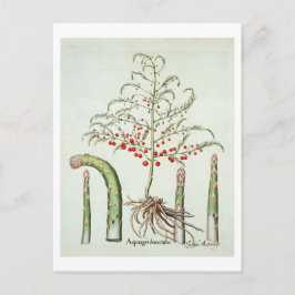 Postal Espárragos comunes en flor y fruta, del "Ho"