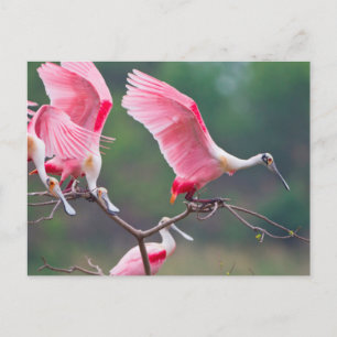 Postal Espátulas Rosadas (Ajaia Ajaja) aterrizando
