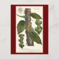 Especias de hierbas aromáticas, planta de pimienta