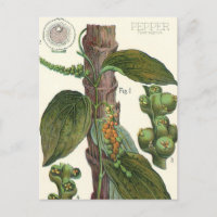 Especias de hierbas aromáticas, planta de pimienta