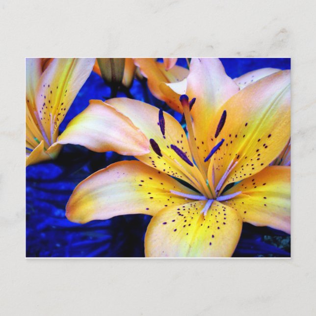 Postal especie de azucena (Anverso)