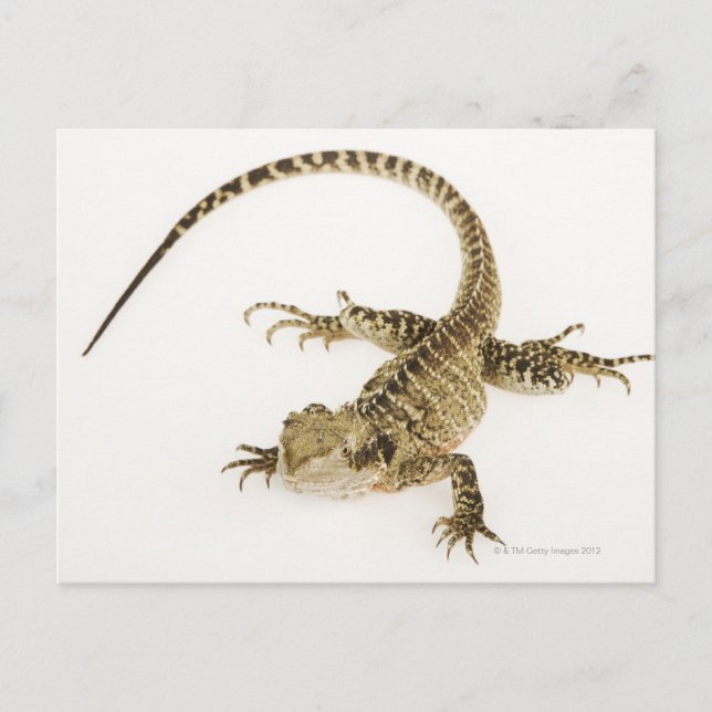 Postal Especies arboreales de agamida nativas del este 2 (Anverso)