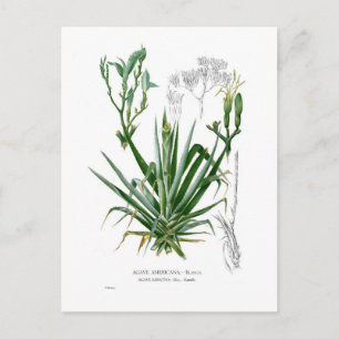 Postal Especies de Agave
