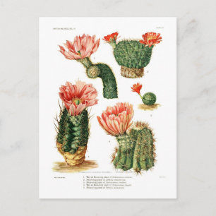 Postal Especies de Cactus