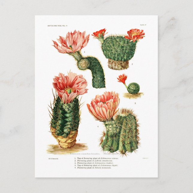 Postal Especies de Cactus (Anverso)