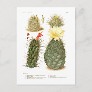 Postal Especies de Cactus