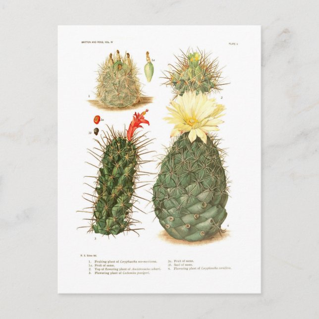 Postal Especies de Cactus (Anverso)