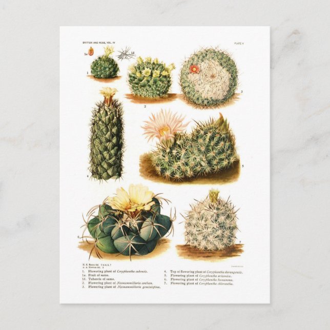 Postal Especies de Cactus (Anverso)