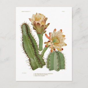 Postal Especies de Cerius