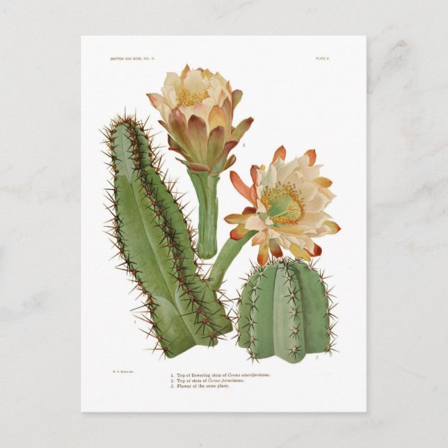Postal Especies de Cerius (Anverso)