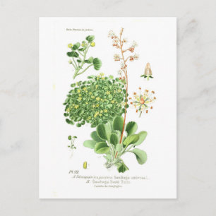 Postal Especies de Saxifrage