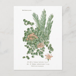 Postal Especies de Sedum