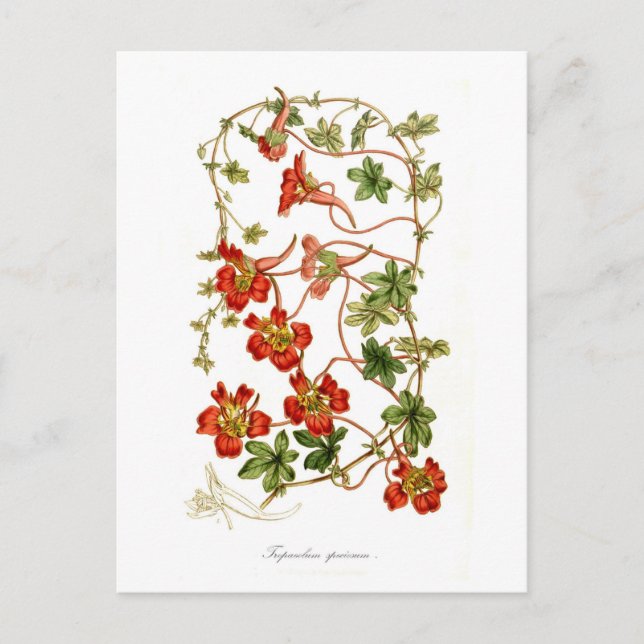 Postal Especiosum tropaeolum (Anverso)