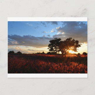 Postal Espectacular atardecer africano