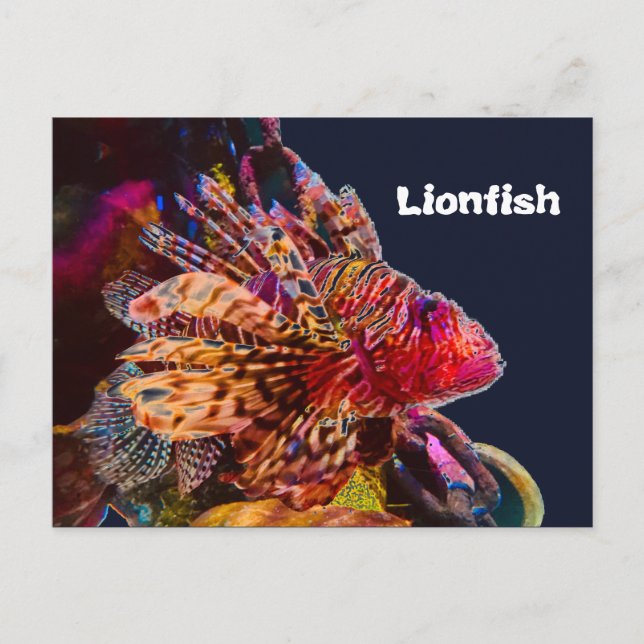 Postal Espectacular Lionfish (Anverso)