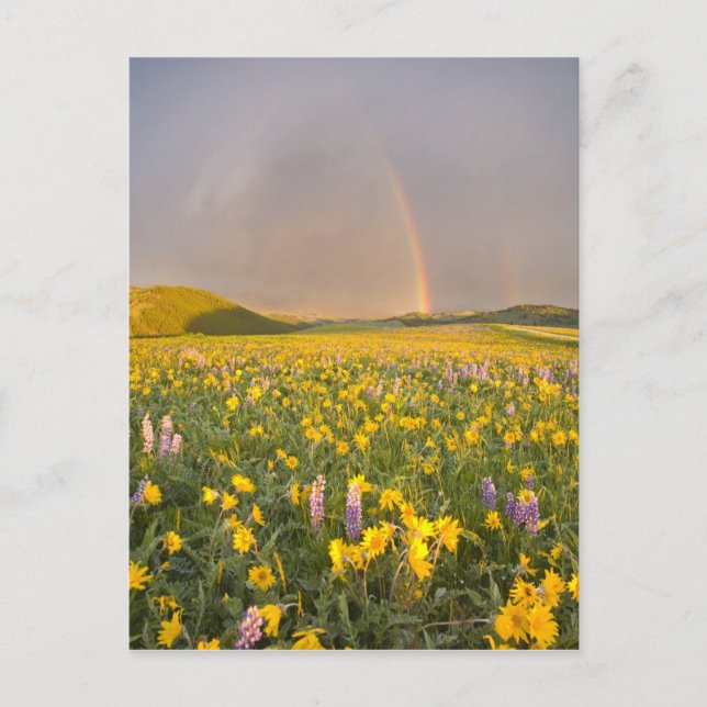 Postal Espectacular prado de flores silvestres al amanece (Anverso)