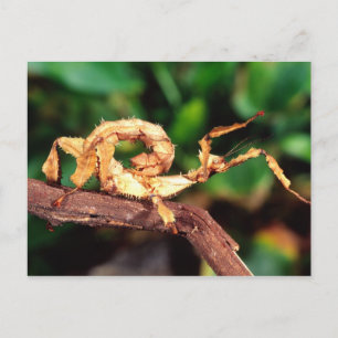 Postal Espectro de Macleay (insecto palo espinoso),