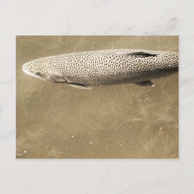 Postal Espectros (Anverso)