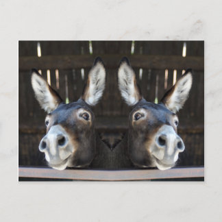 Postal Espejo de burro de Nosey