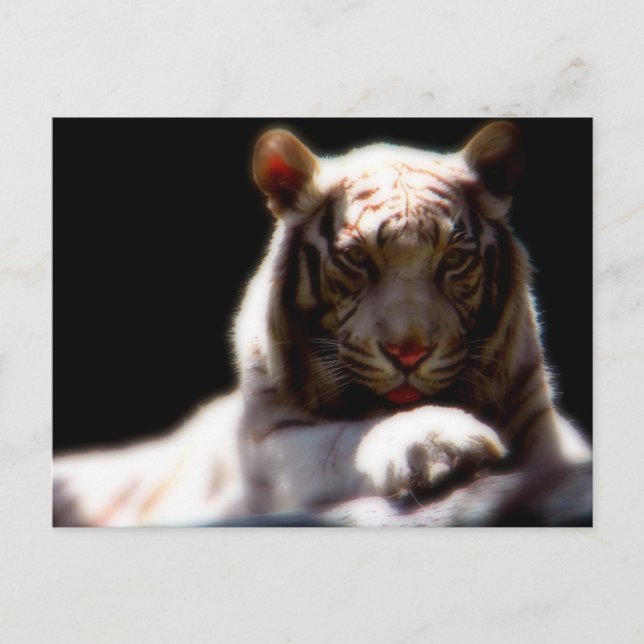 Postal Espejo Tigre Blanco (Anverso)
