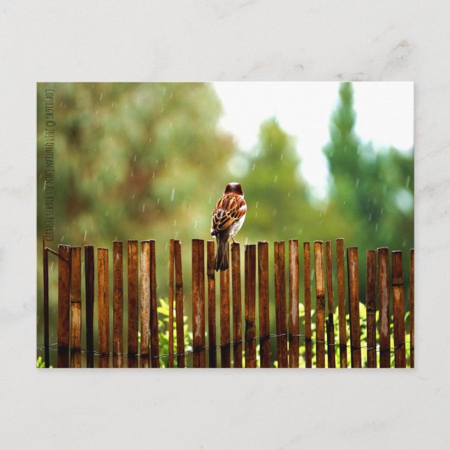 Postal Esperando (Anverso)