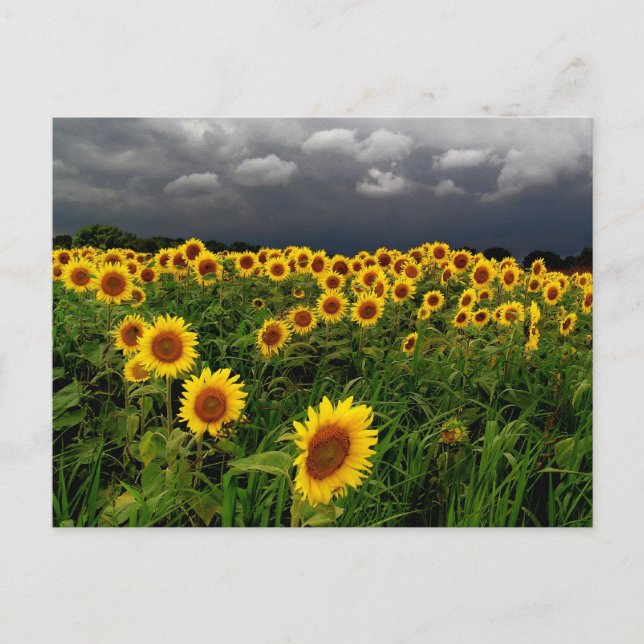 Postal Esperando, campo de girasol, nubes de tormenta (Anverso)