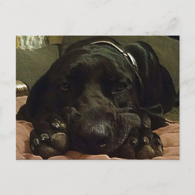 Postal Esperando pacientemente (Anverso)