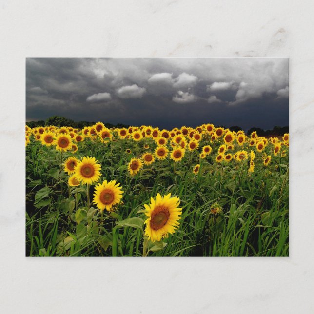 Postal Esperando,postales (Anverso)