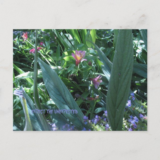 Postal esperar lo inesperado (Anverso)