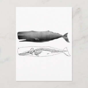 Postal esperma-ballena-1