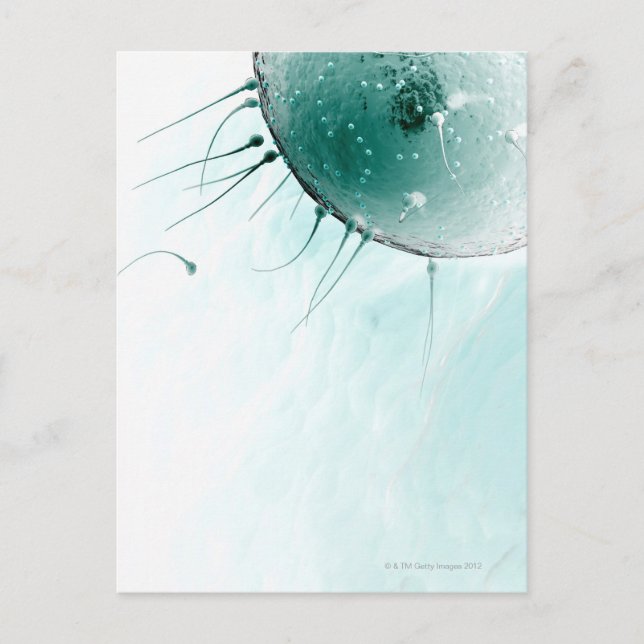 Postal Esperma Fertilizando un óvulo. (Anverso)