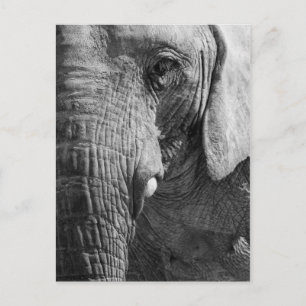 Postal Espía del ojo