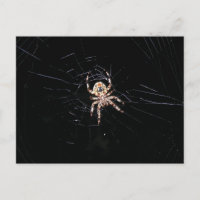 ESPIDER EN LA OSCURIDAD